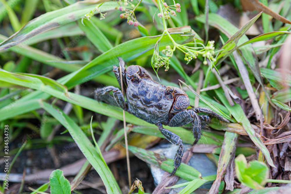 Obraz premium crab on grass