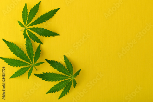 Cannabis leaf top view with copy space