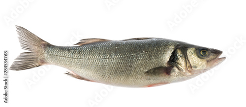 sea bass fish isolated without shadow