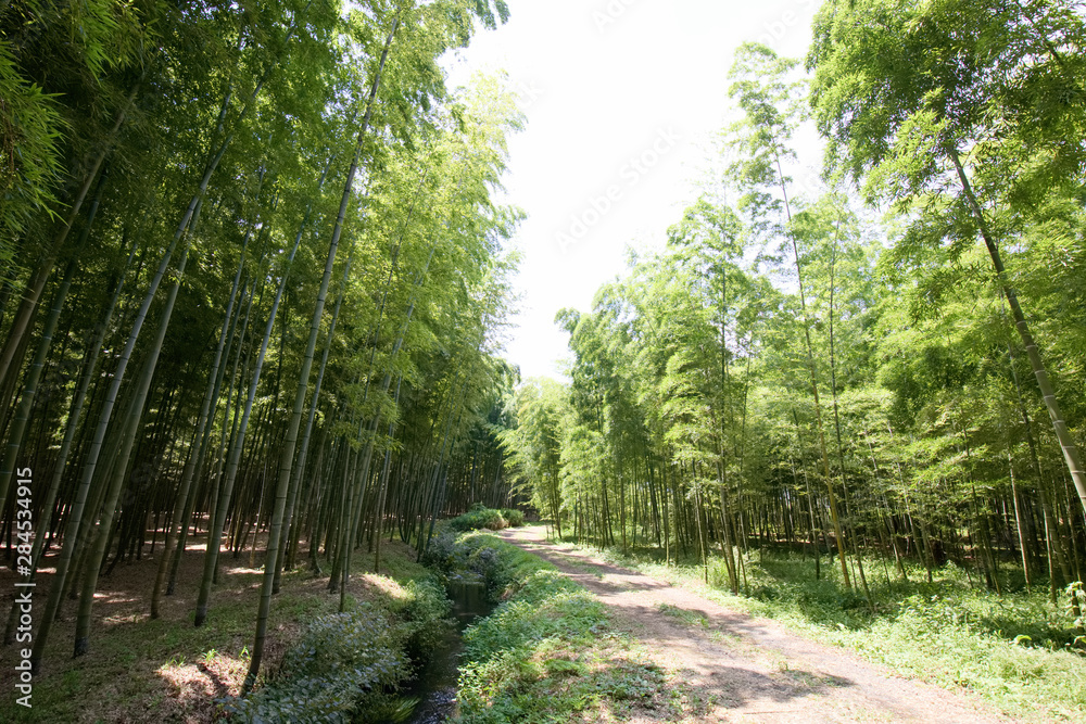 宇都宮市　若山農場の孟宗竹