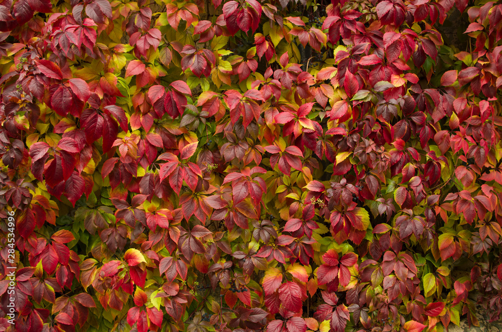 Red girlish grape, autumn foliage