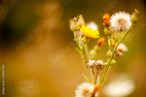 yellow flowers on a background