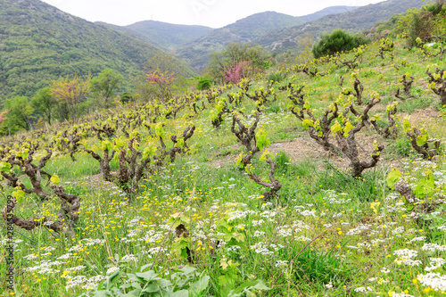 Weinanbau in der Nähe von Rapsani in Griechenland