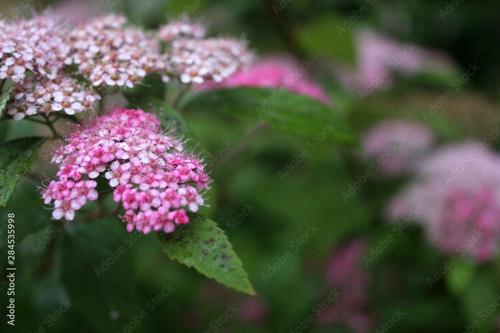Close-up of inflorescence of small pink flowers in the garden. Bright pink flowers on a blurred green background. Close-up of inflorescence of small pink flowers in the garden. Bright pink flowers on a blurred green background.