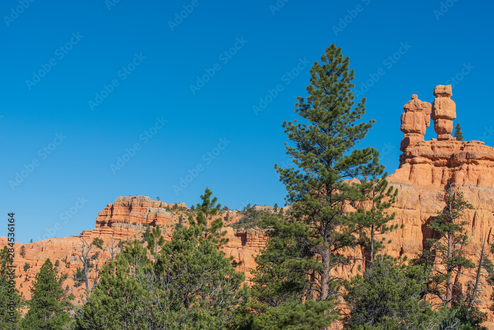 Low angle landscape of trees, red hoodoos and rock formations at Red Canyon in Utah