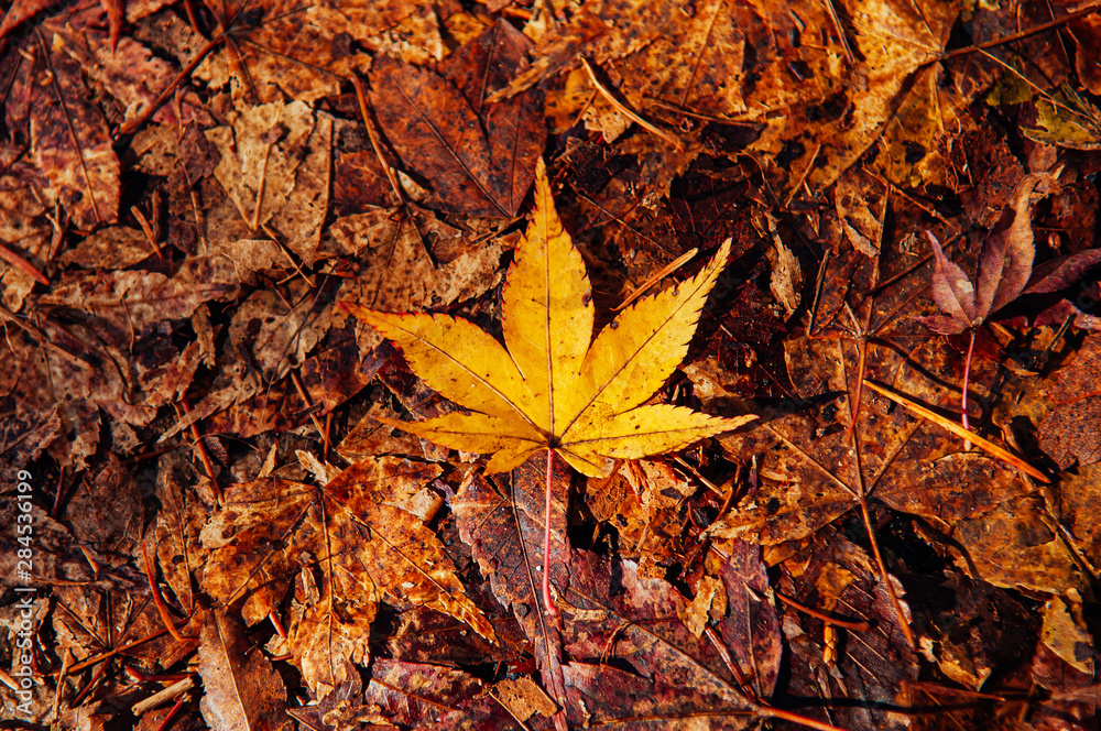 Yellow autumn maple leaves on ground close up detail background - Japan season colourful