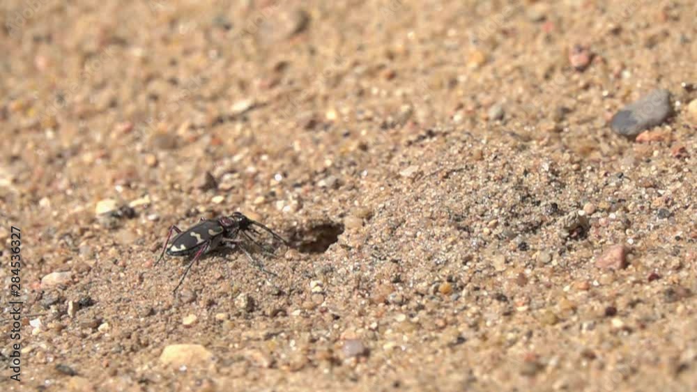 Northern Dune Tiger Beetle (Cicindela hybrida) runs to its mink, slow motion. Slowed down 16 times Northern Dune Tiger Beetle (Cicindela hybrida) runs to its mink, slow motion. Slowed down 16 times