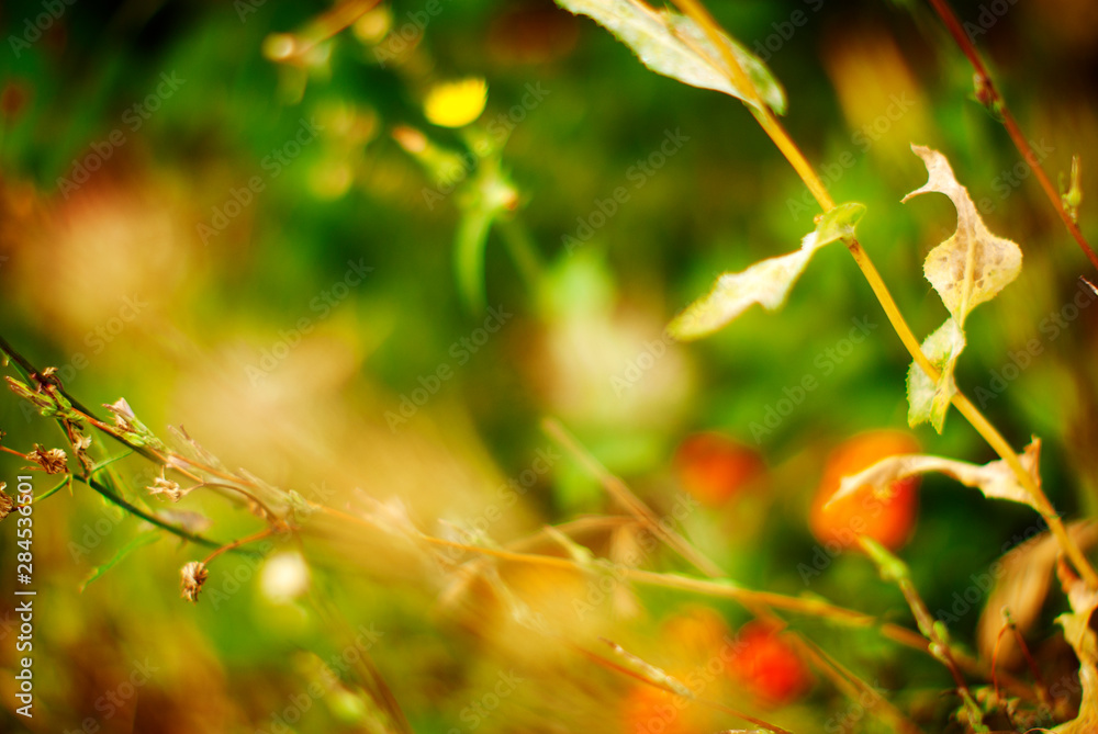 Fototapeta premium red autumn leaves