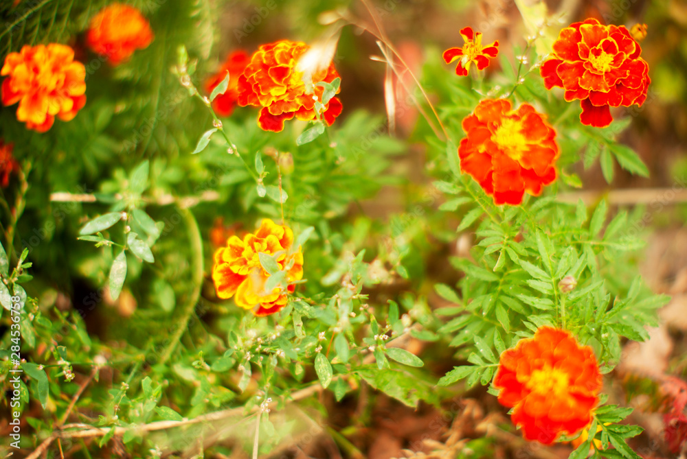  red marigold flowers