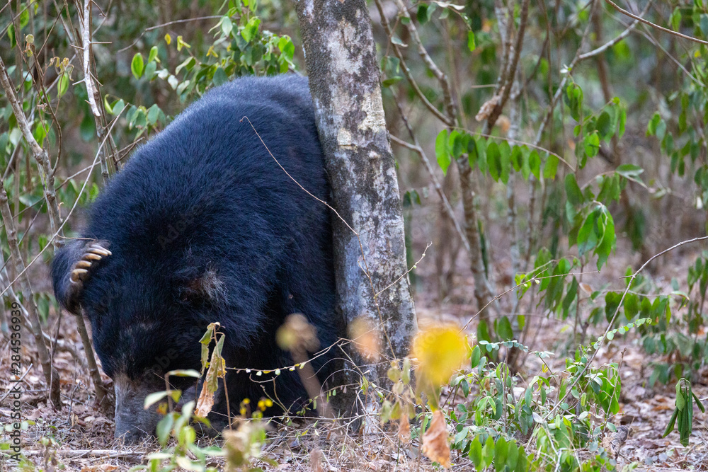 Sri Lankan Slot Bear found in Yala and Wilpattu National Parks Sri Lankan Slot Bear found in Yala and Wilpattu National Parks