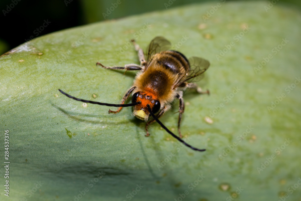 Naklejka premium bee on a leaf