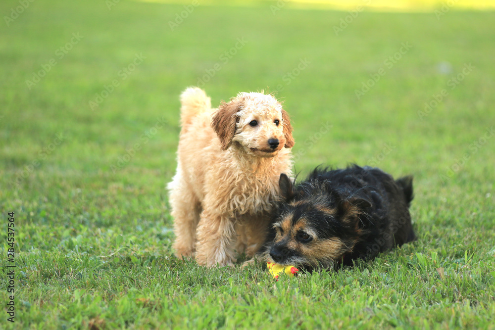 Pudelwelpe und Terrier spielen miteinander