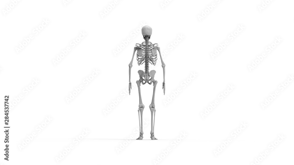 Skeleton multiple views of a human computer renderd skeleton, Skeleton multiple views of a human computer renderd skeleton,