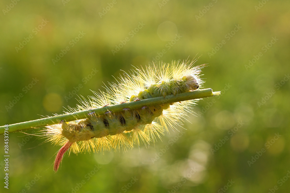 Green shaggy caterpillar