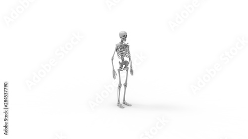 Skeleton multiple views of a human computer renderd skeleton 
