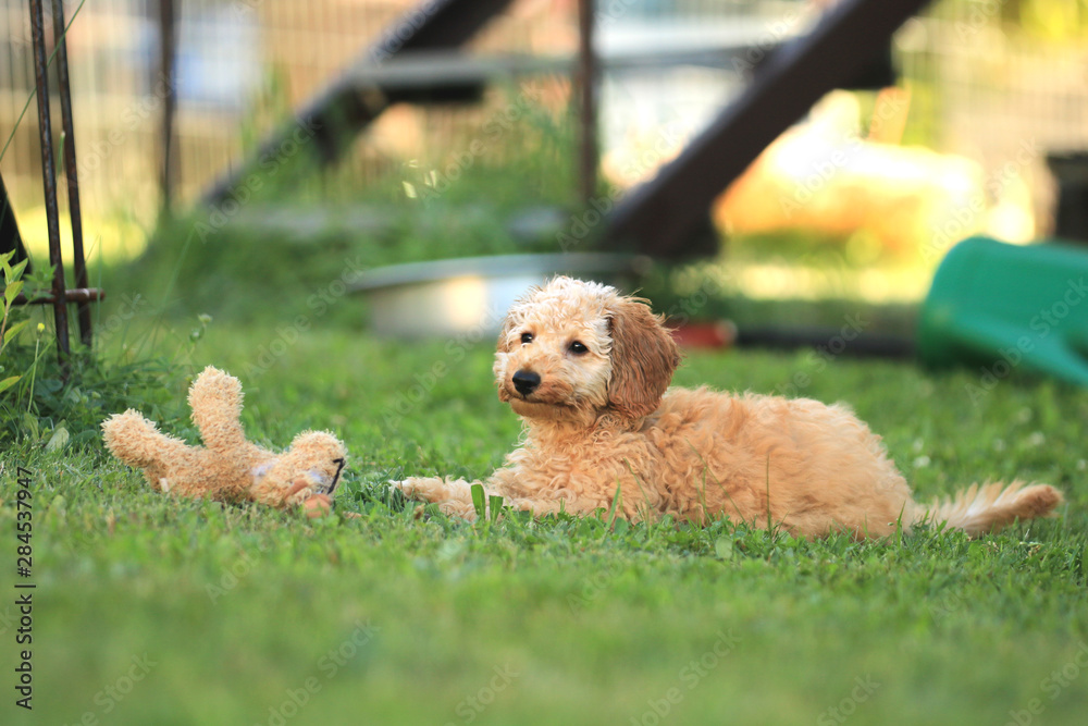 Pudelwelpe und Terrier spielen miteinander Pudelwelpe und Terrier spielen miteinander