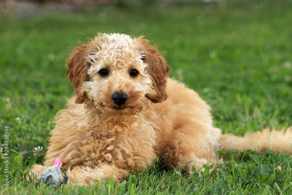 Pudelwelpe und Terrier spielen miteinander Pudelwelpe und Terrier spielen miteinander