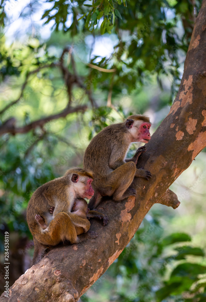 A Toque Macaque Mother Monkey holdings its baby which resting on a tree branch in national park in Sri Lanka A Toque Macaque Mother Monkey holdings its baby which resting on a tree branch in national park in Sri Lanka