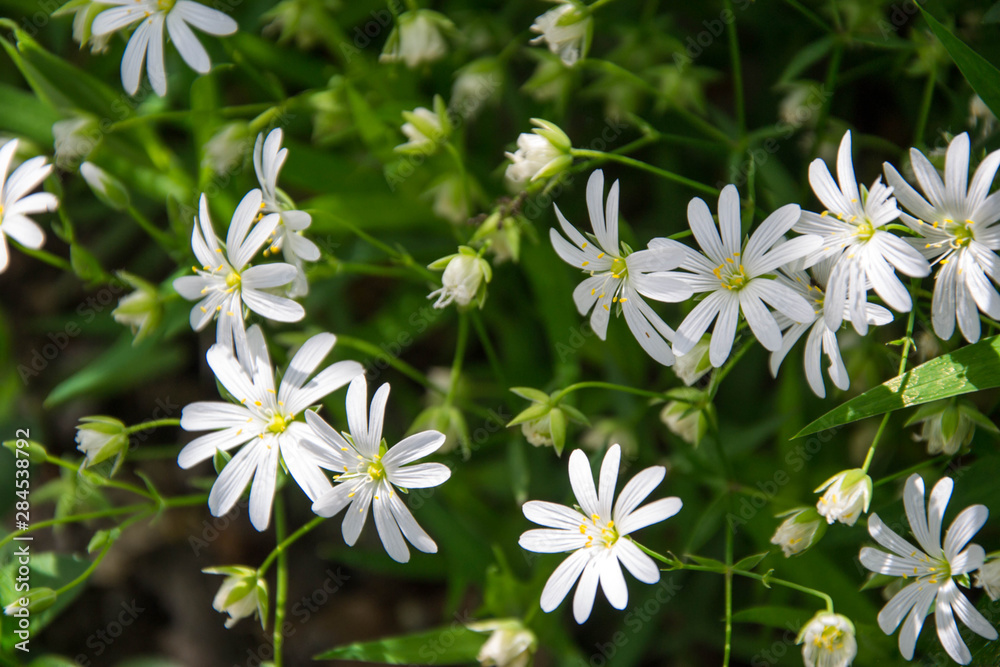 Greater Stitchwort (Stellaria holostea) white flowers in the garden, tiny flower, springtime nature blooming, close-up Greater Stitchwort (Stellaria holostea) white flowers in the garden, tiny flower, springtime nature blooming, close-up