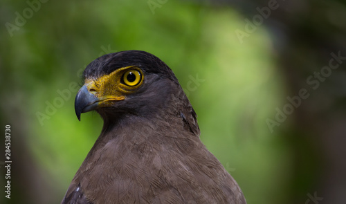 A close up of a Crested Serpent Eagle in wilpathu national park in sri lanka