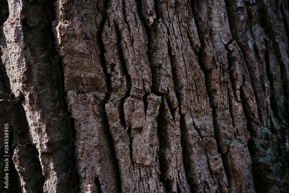 tree bark structure, texture and background tree bark structure, texture and background