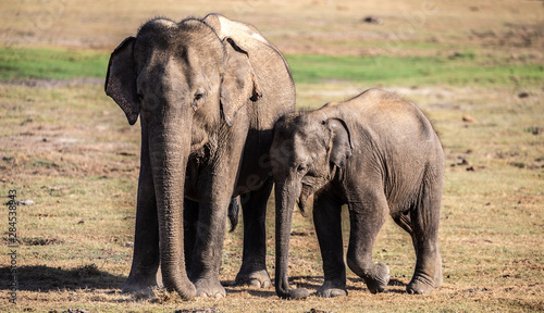 Mother and its baby Elephant in Bunldala national park in sri lanka