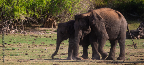 Elephants of Sri Lanka in Bundala National Park