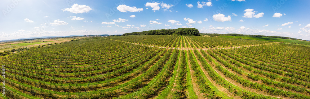 Aerial view of apple orchard, panoramic landscape. Themes of agro-industrial business and gardening Aerial view of apple orchard, panoramic landscape. Themes of agro-industrial business and gardening