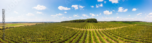 Tableau sur toile Aerial view of apple orchard, panoramic landscape