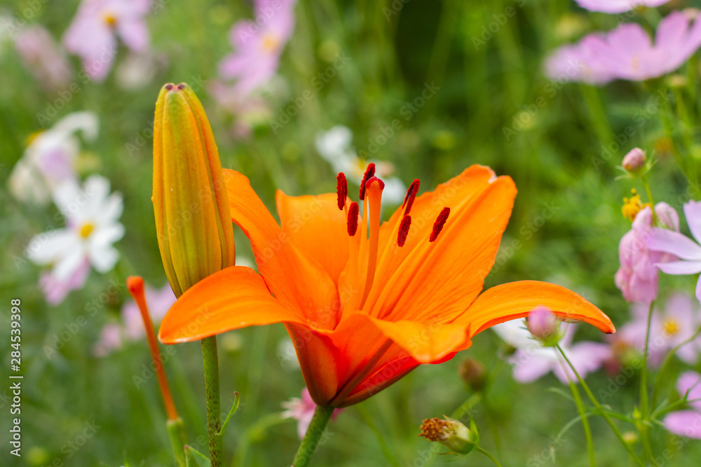 beautiful flower bud of orange lily in the garden beautiful flower bud of orange lily in the garden