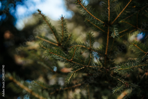 beautiful photo of a fir-tree  real natural background