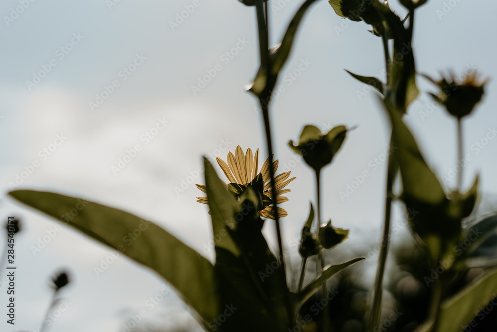 yellow flower on a background of blue sky yellow flower on a background of blue sky