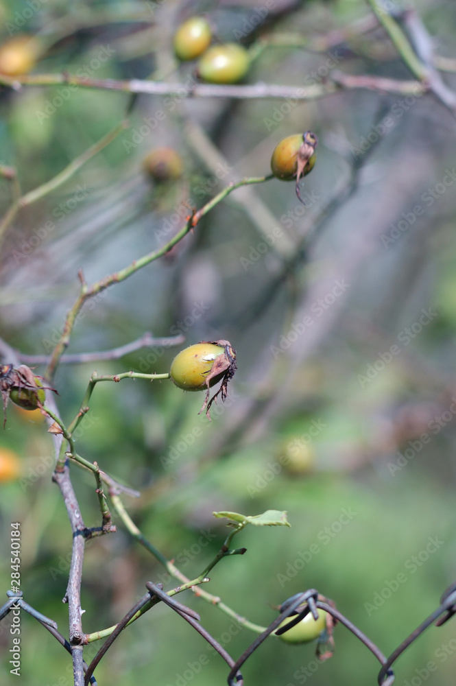 Rose hips ripen on the bush. Shallow depth of field Rose hips ripen on the bush. Shallow depth of field