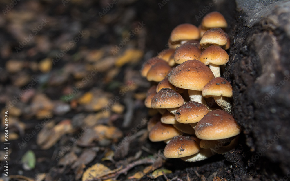 Hongos que se encuentran en los bosques Hongos que se encuentran en los bosques