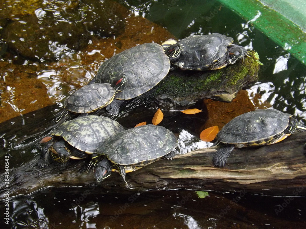 Família de tartaruga Turtle Family Família de tartaruga Turtle Family