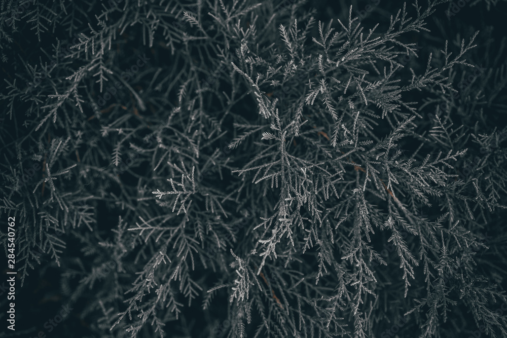 background with juniper branches background with juniper branches