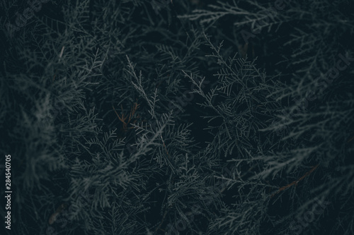 background with juniper branches