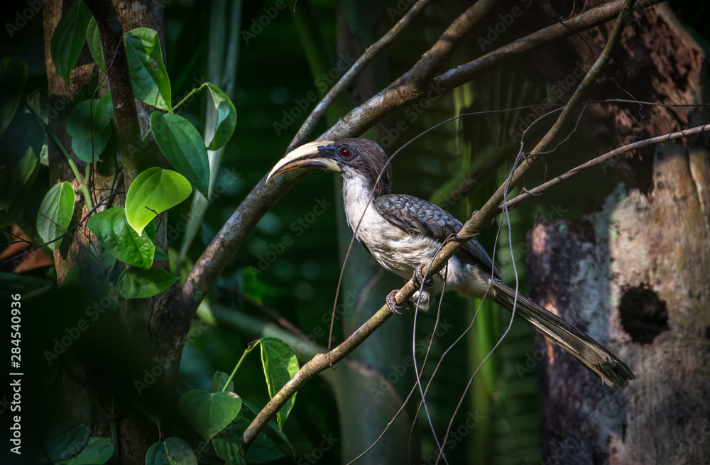 Sri Lanka grey hornbill in Sinharaja Rain Forest in Sri Lanka Sri Lanka grey hornbill in Sinharaja Rain Forest in Sri Lanka