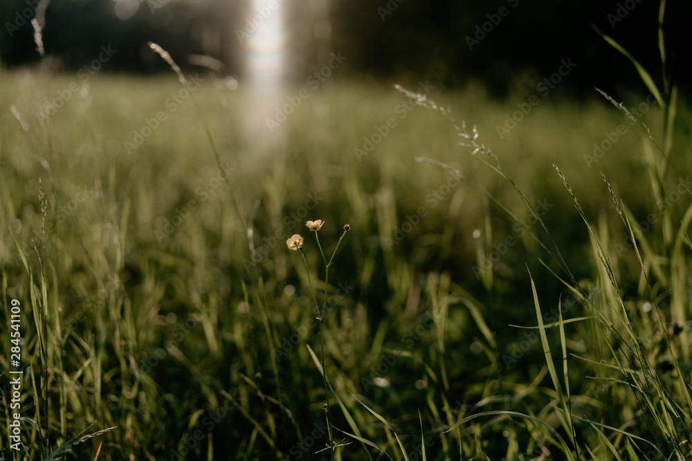 green grass on sunset background, selective focus
