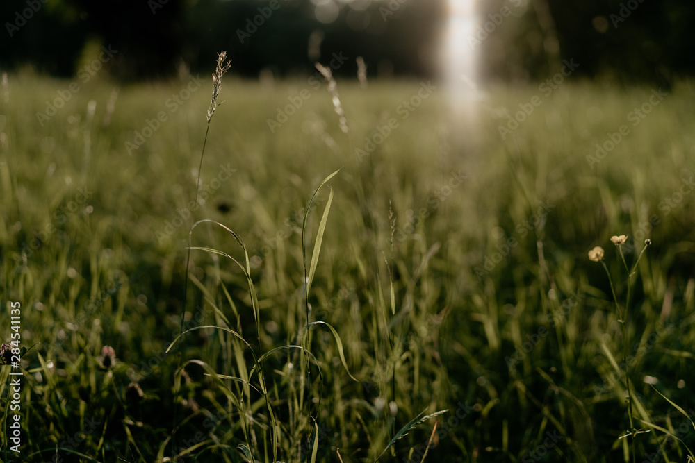 green grass on sunset background, selective focus