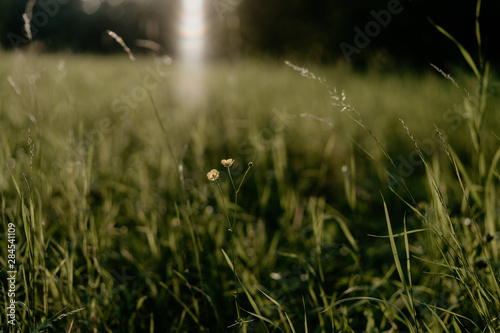 green grass on sunset background  selective focus