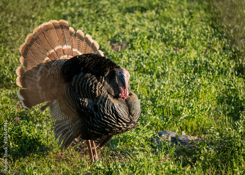 Walking Wild Turkey in Field next to fallen Decoy