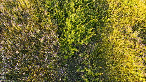 Natural aerial abstract surface background top view of uncultivated meadow with colorful flowers, foliage plants and shrubs