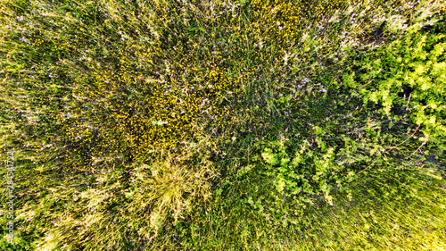 Natural aerial abstract surface background top view of uncultivated meadow with colorful flowers, foliage plants and shrubs