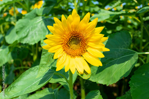sunflower_2623