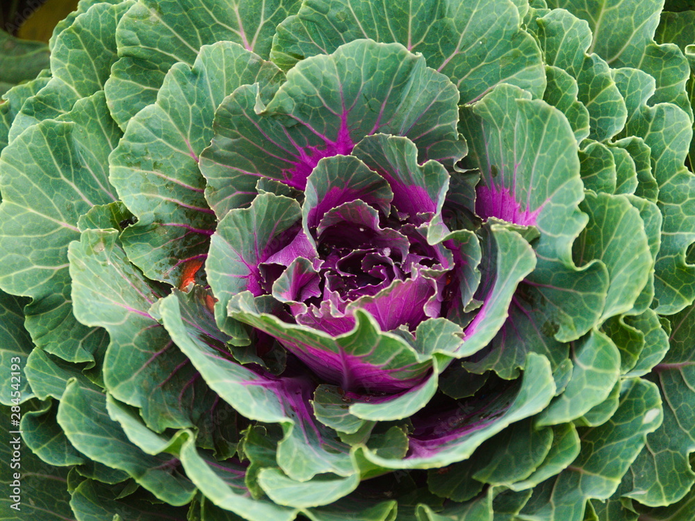 Obraz premium Red Cabbage