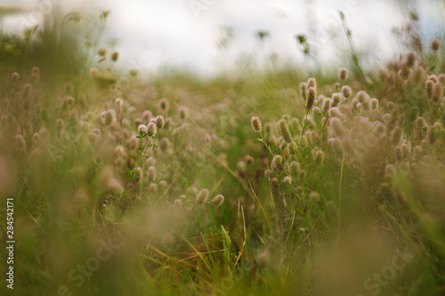 grass and flowers © Alyona