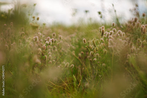 grass and flowers