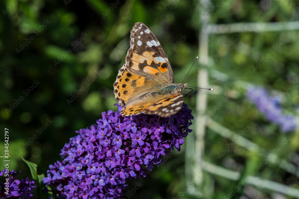 Fototapeta premium Distelfalter auf Sommerflieder