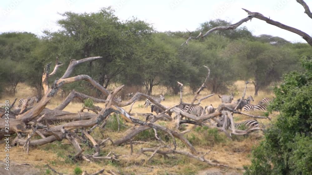Slowmotion of Zebras and Wildebeests Herd In Savanna of Tanzania National Park. Wild Animals in Natural Environment Slowmotion of Zebras and Wildebeests Herd In Savanna of Tanzania National Park. Wild Animals in Natural Environment